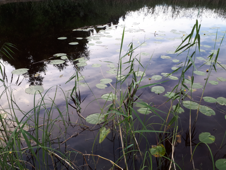 Kallavesi (yhd.)-Rotarien sinileväseuranta (Puutossalmi)-ObsALG-202207272121-62e1825c8d4b6.png