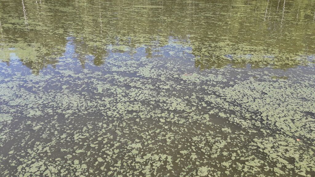 Kirkkojärven lähialue (24.021)-Kiskonjoki 2km kirkkojärvestä-ObsIMG-201807121835-16.jpg