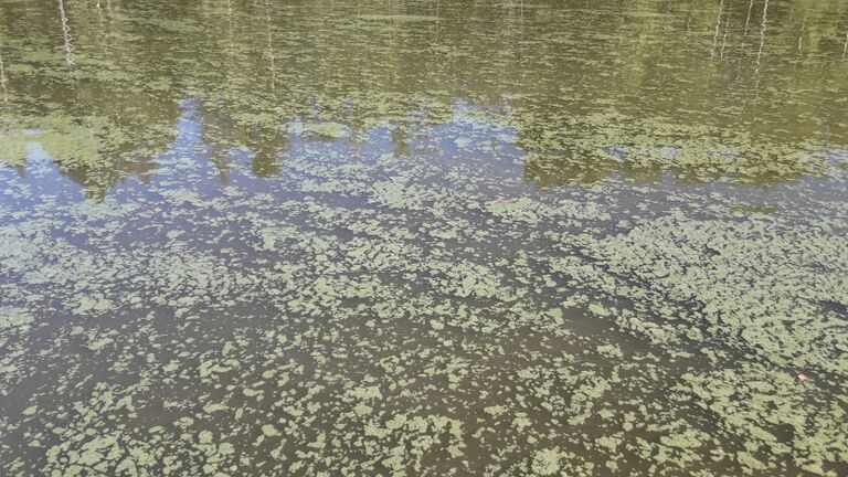 Kirkkojärven lähialue (24.021)-Kiskonjoki 2km kirkkojärvestä-ObsIMG-201807121835-16.jpg