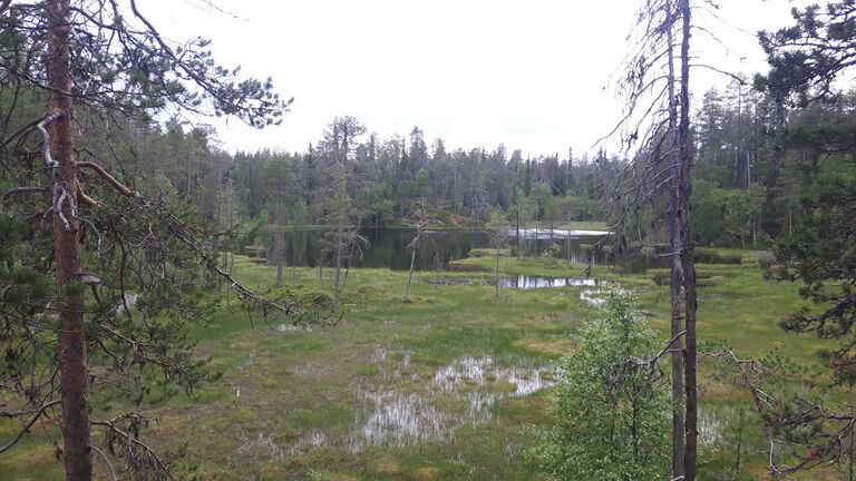 Kitkajoen alaosan alue (73.021)-Havaintopaikka 1-ObsIMG-201707171505-0.jpg