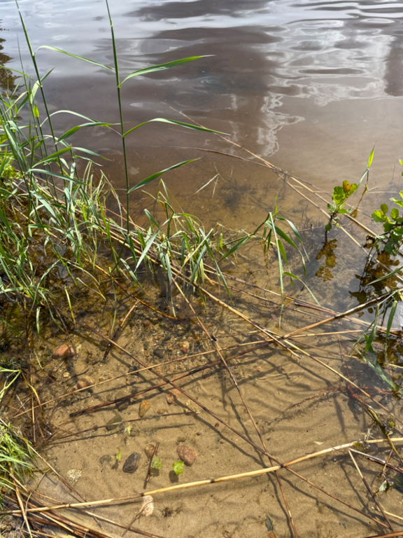 Ukonvesi (Saimaa) (04.151.1.001)-Koivukummunpolku-ObsALG-202406081339-666435005ecb5.png