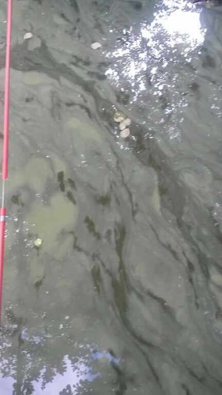 Ylimmäinen Savijärvi (35.745.1.002)-Ylimmäinen savijärvi-ObsALG-201908201036-23.jpg