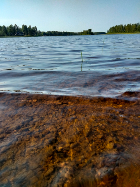 Tiedosto:Evijärvi (47.021.1.001)-Valtakunnallinen sinileväseuranta (Sillankorvan leirintäalue)-ObsALG-202107261735-60fec86febe6f.png