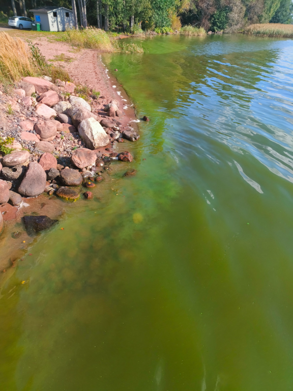 Köyliönjärvi (34.054.1.001)-Valtakunnallinen sinileväseuranta (Yttilän Otta)-ObsALG-202509091536-1757421439538.png