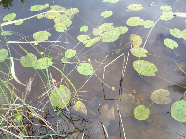 Kallavesi (yhd.)-Rotarien sinileväseuranta (Puutossalmi)-ObsALG-202108100950-61123329e0043.png