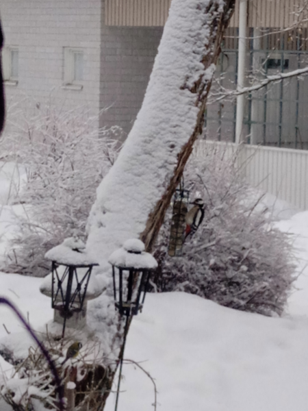 Tiedosto:Päijänne (yhd.)-Jyskän uimaranta-ObsBIRD-202201271419-61f28e9c83d1b.png