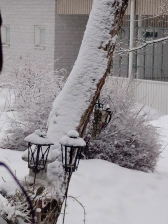 Päijänne (yhd.)-Jyskän uimaranta-ObsBIRD-202201271419-61f28e9c83d1b.png