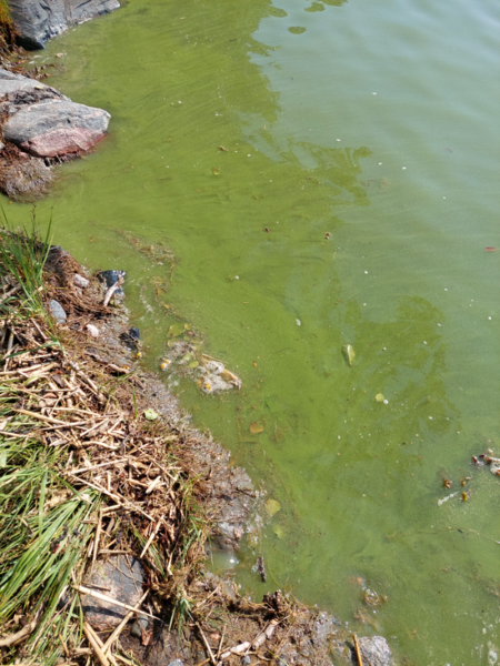 Tiedosto:Paraisten ja Nauvon välinen vesialue-Yxkilsudd-ObsIMG-202306301008-649e80cae9670.png