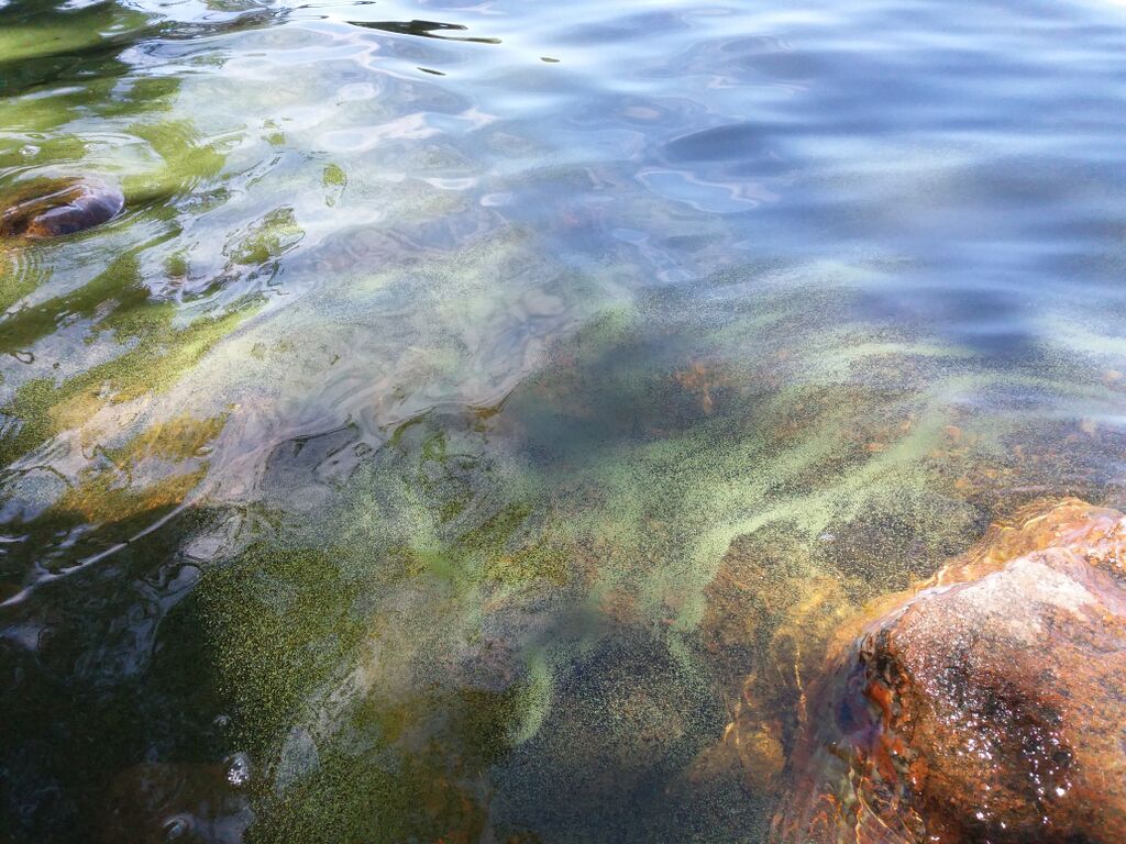 Saimaa (04.112.1.001)-Jänhiälä-ObsIMG-201806161244-90.jpg