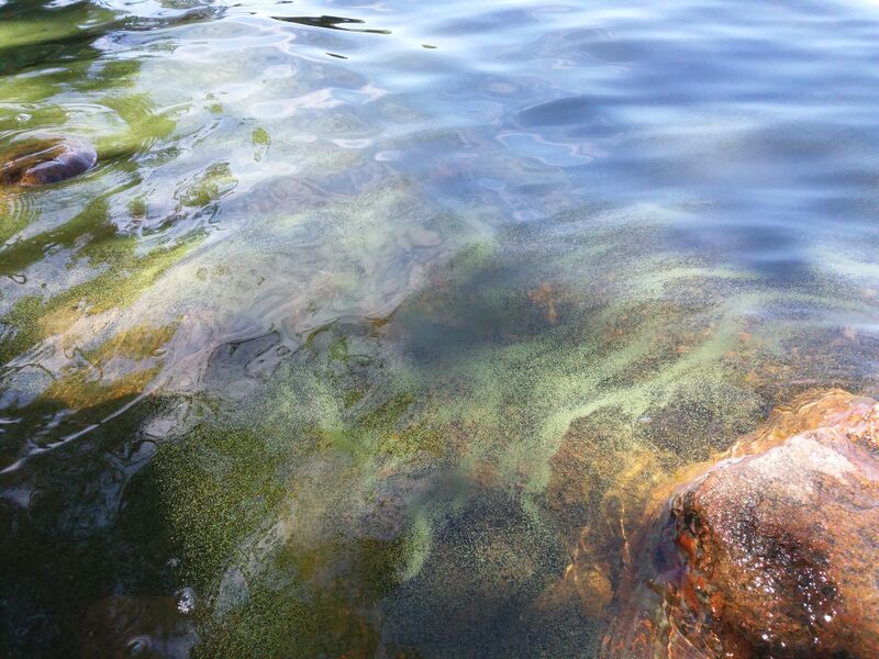 Tiedosto:Saimaa (04.112.1.001)-Jänhiälä-ObsIMG-201806161244-90.jpg