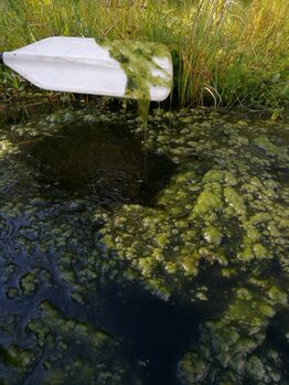 Soutujoen alue (35.633)-Soutujoen yläpää-ObsIMG-201608201736-49.jpg