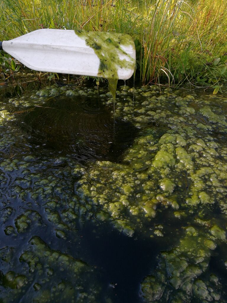 Soutujoen alue (35.633)-Soutujoen yläpää-ObsIMG-201608201736-49.jpg