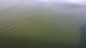 WP 20150901 10 48 54 Pro.jpg