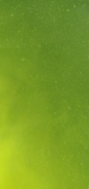 Korppoon - Houtskarin ulkosaaristoalue-Rotarien sinileväseuranta (Korpoström, vierasvenesatama)-ObsIMG-202006231345-92.jpg