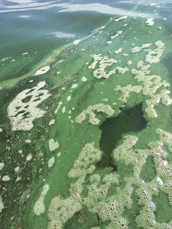 Lappalanjärvi (14.181.1.001)-Lappalanjärvi, Hautala, Kouvola-ObsIMG-201806100950-98.jpeg