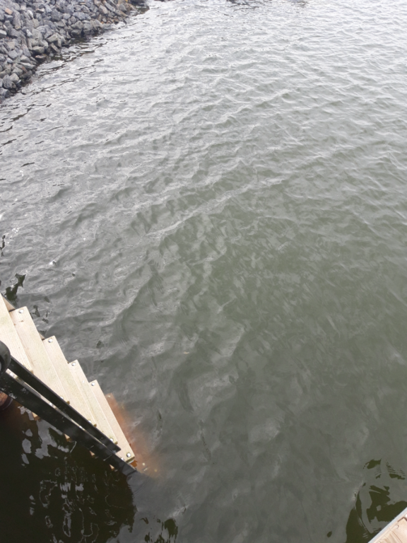 Pyhäjärvi (34.031.1.001)-Valtakunnallinen sinileväseuranta (Katismaan uimaranta)-ObsALG-202309131503-6501a4e57b209.png