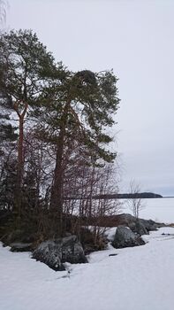 Sääksen pesähonka.JPG