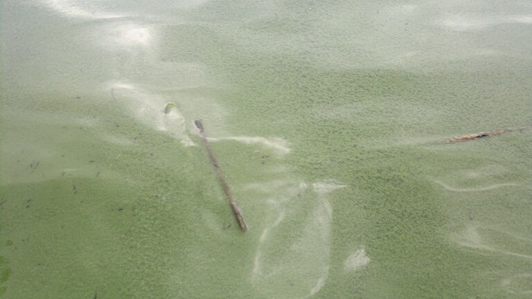 Savijärvi 25062013.jpg