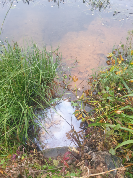 Tiedosto:Urpolanlampi (04.152.1.001)-Uusi hulevesiputki-ObsIMG-202409171906-66e9a95e828ae.png