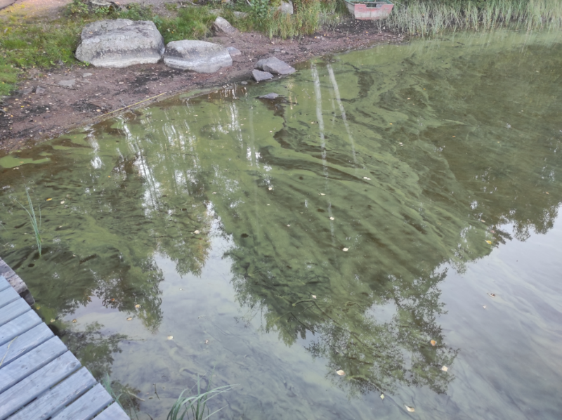 Tiedosto:Vahvanen - Aholanjärvi (14.182.1.009)-Taipaleenalus-ObsIMG-202409071204-66dc18188e2bc.png