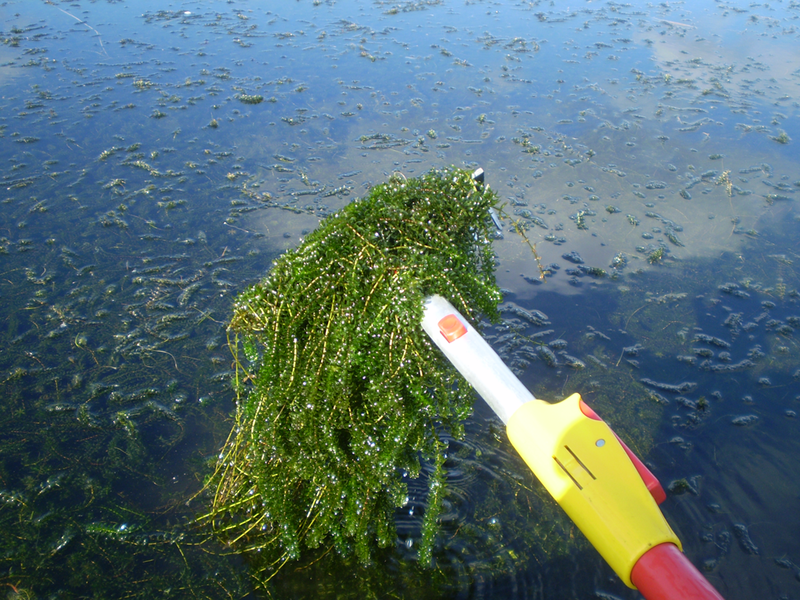 Tiedosto:Vesiruttoa haravassa.png