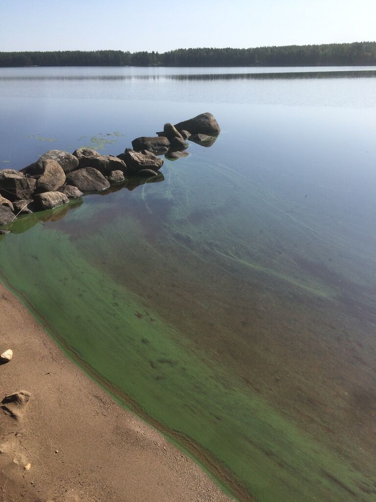 Ähtärinjärvi (35.433.1.001)-Matoniemi-ObsIMG-201907211132-66.jpeg