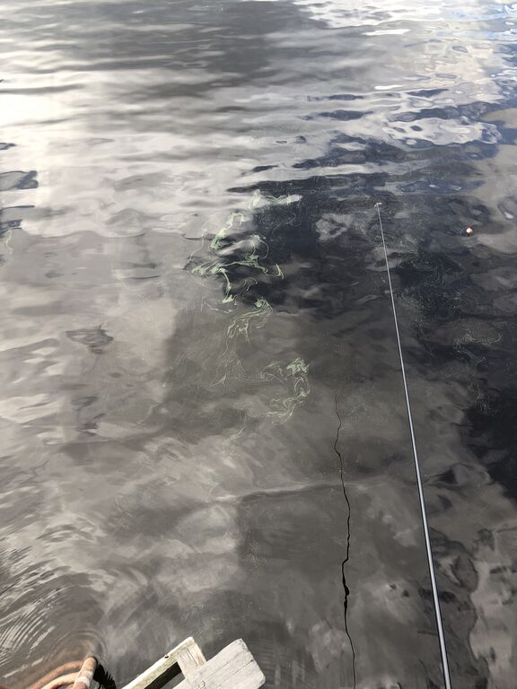 Joutsijärvi (35.143.1.001)-Korpiluoto-ObsIMG-201908061608-70.jpg