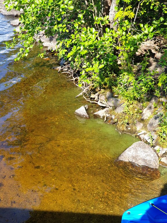 Kyyvesi (14.932.1.001)-Vehkasaari-ObsIMG-202006231711-12.jpg