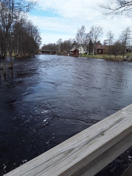 Tiedosto:Merikarvianjoen suualue (36.011)-Holmankoski-ObsIMG-201805071205-94.jpg