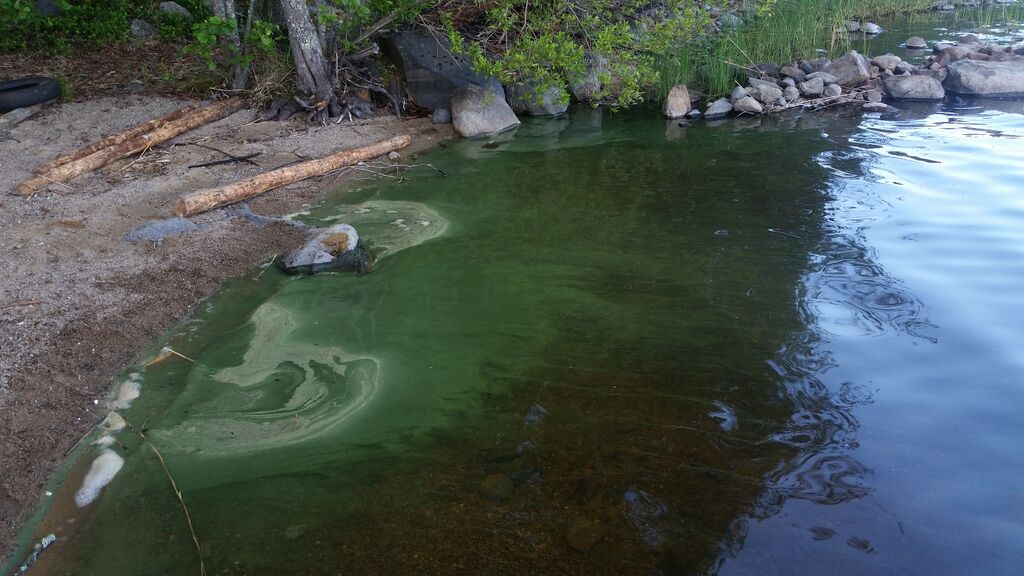 Orivesi (Saimaa) (04.311.1.001)-Heinoniemi-ObsIMG-201707101130-39.jpg
