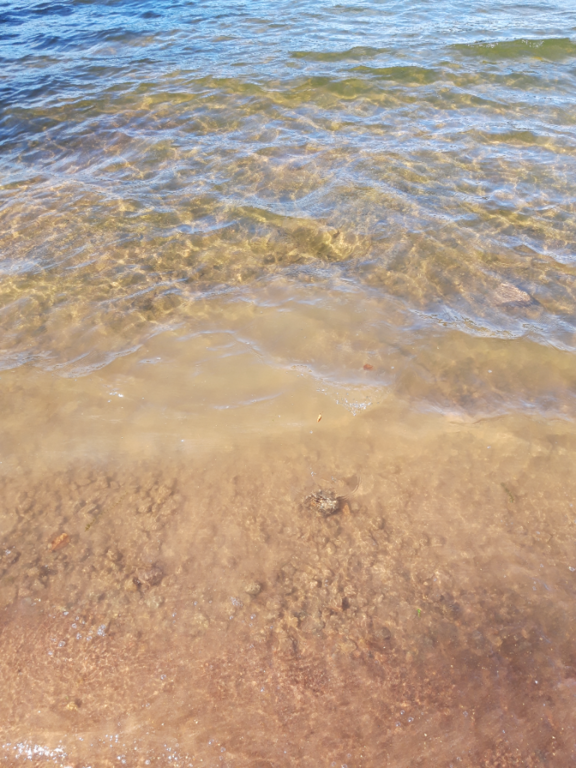 Pyhäjärvi (34.031.1.001)-Valtakunnallinen sinileväseuranta (Katismaan uimaranta)-ObsALG-202109011320-612f548dc9447.png