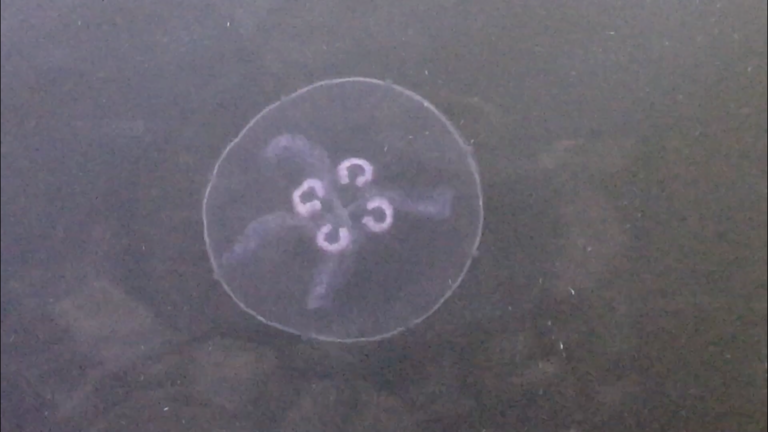 Suvisaaristo-Lauttasaari-Espoon kaupungin yleinen laituri numero 7-ObsJELLY-202010111425-83.png