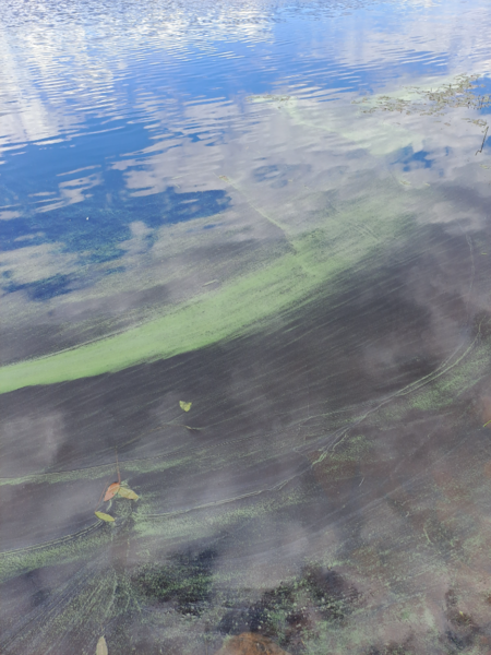 Tiedosto:Toisvesi (35.421.1.001)-Nuorisokeskus Marttisen Toisveden ranta-ObsIMG-202307111507-64ad466a8f7fd.png