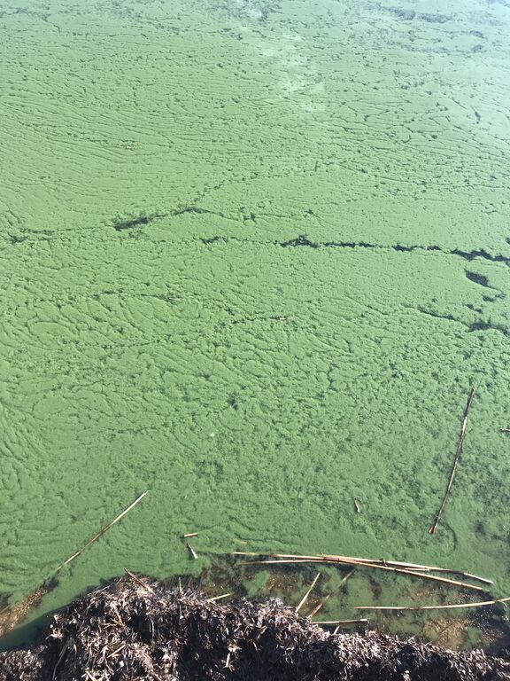 Aalisjärvi (67.954.1.001)-Aalisjärvi-ObsIMG-201807100727-99.jpeg