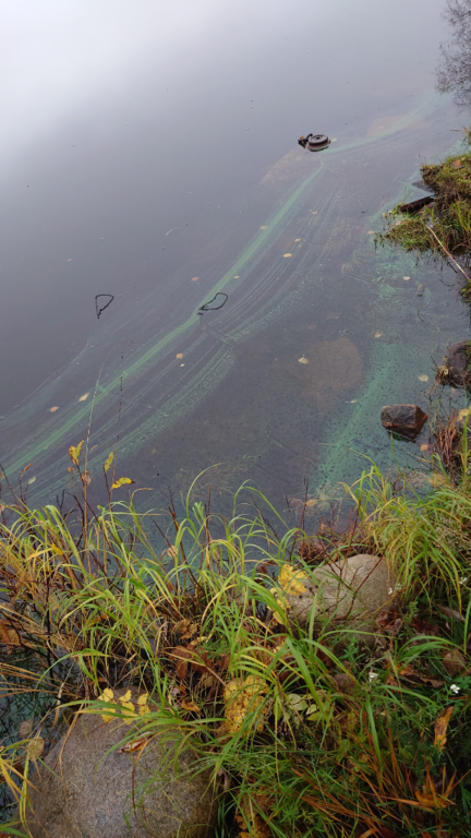 Iso Lohijärvi (67.922.1.001)-Saajo-ObsALG-202309301030-6518698a67db1.png