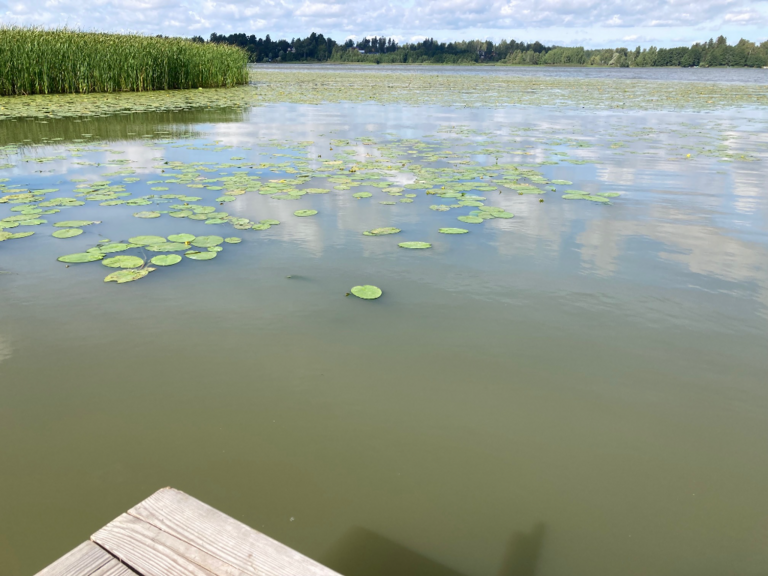 Tuusulanjärvi (21.082.1.001)-Rotarien sinileväseuranta (Kotuntien laituri)-ObsALG-202208111125-62f4bfef89778.png