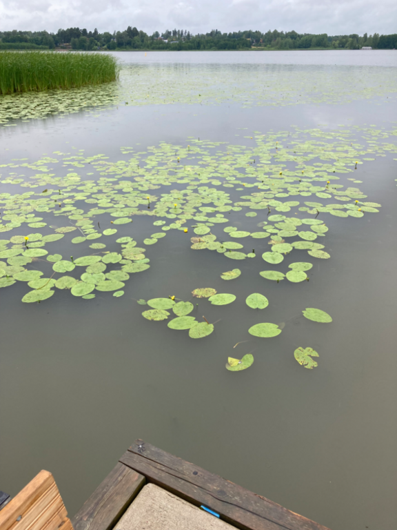 Tuusulanjärvi (21.082.1.001)-Rotarien sinileväseuranta (Kotuntien laituri)-ObsIMG-202407031505-66853f5550427.png