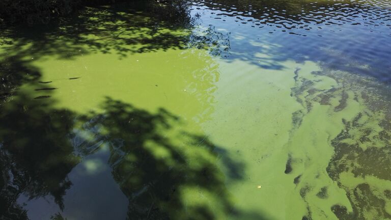 Hiidenvesi (23.031.1.001)-Omaranta-ObsIMG-201806281129-22.jpg