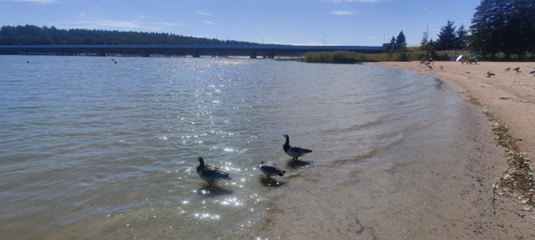 Villinki-Puotilan uimaranta-ObsIMG-202208031320-62ea4c19c8f45.png