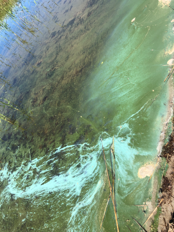 Orivesi (Saimaa) (04.311.1.001)-Vilniemi-ObsIMG-202206241443-62b5a47cd3a8a.png