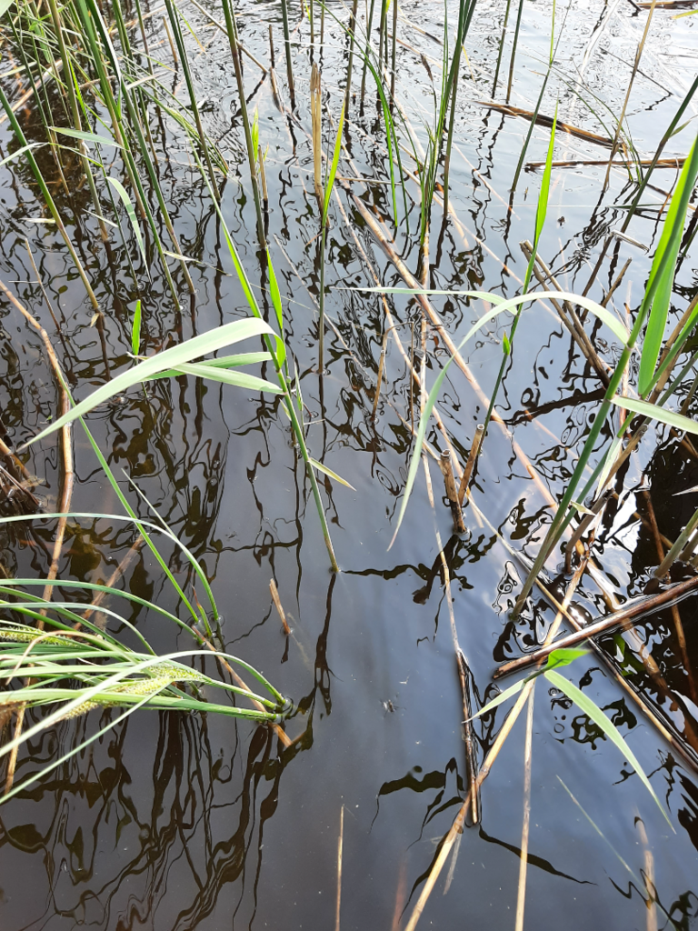 Sulkuejärvi (35.538.1.005)-Valtakunnallinen sinileväseuranta (OP-Perhepuisto)-ObsIMG-202506041448-1749037897608.png