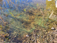 Keitele (yhd.)/Hanhiniemi