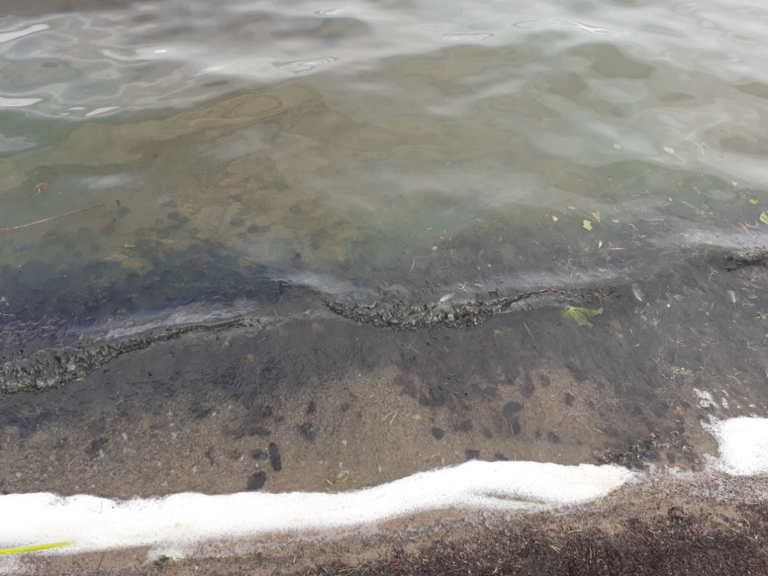 Korpijärvi - Verijärvi (14.929.1.002)-Uimapaikka-ObsIMG-202207111410-62cc0574ded7b.png