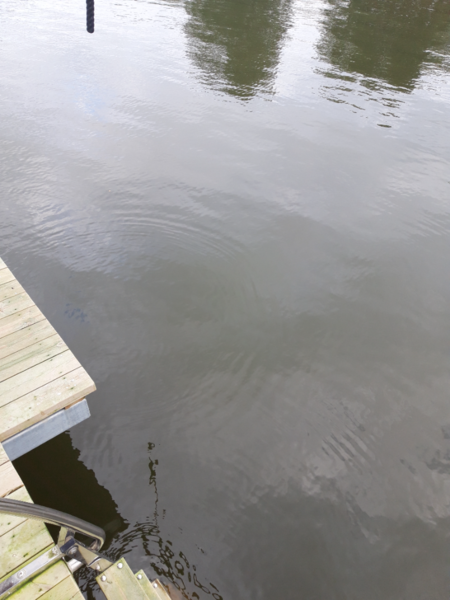 Tiedosto:Pyhäjärvi (34.031.1.001)-Valtakunnallinen sinileväseuranta (Katismaan uimaranta)-ObsALG-202309271519-65141e37d6044.png