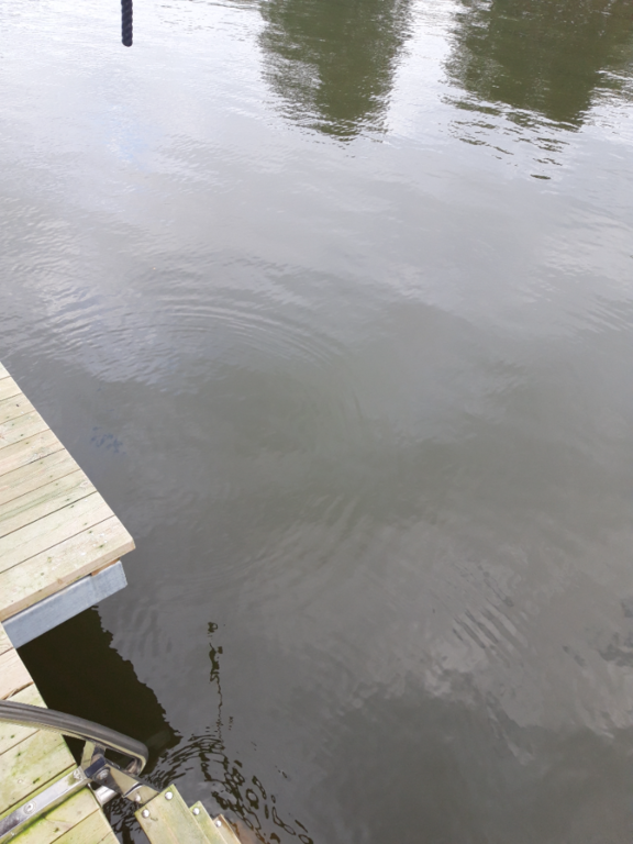 Pyhäjärvi (34.031.1.001)-Valtakunnallinen sinileväseuranta (Katismaan uimaranta)-ObsALG-202309271519-65141e37d6044.png