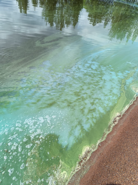 Tiedosto:Höytiäinen (04.821.1.001)-Entisen varuskunta-alueen uimaranta-ObsALG-202507021319-6866220c0492b.png