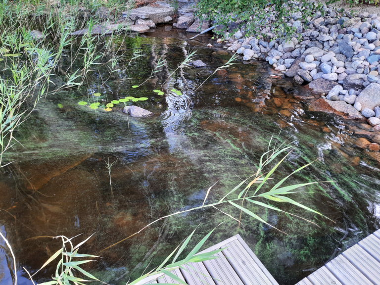 Isojärvi (14.263.1.001)-Salakkalahti-ObsALG-202107240956-60fbba27c3618.png