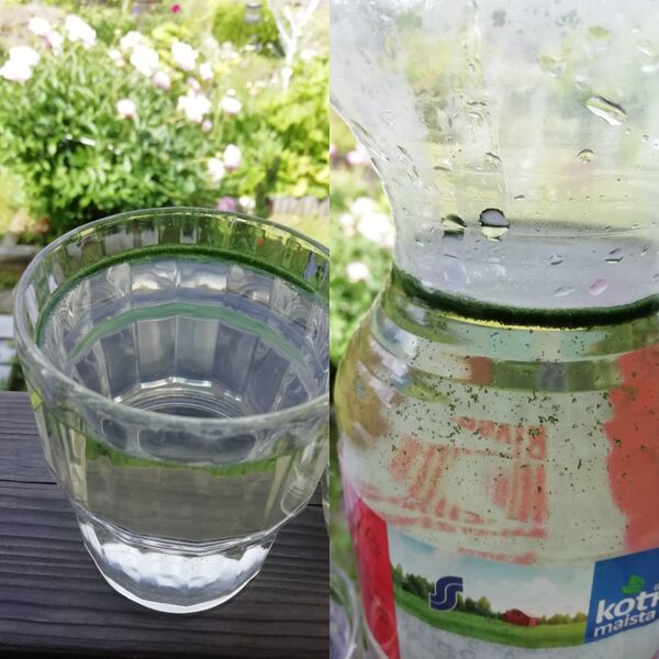 Tiedosto:Kallavesi (yhd.)-Viinaniemi-ObsALG-201906291620-79.jpg