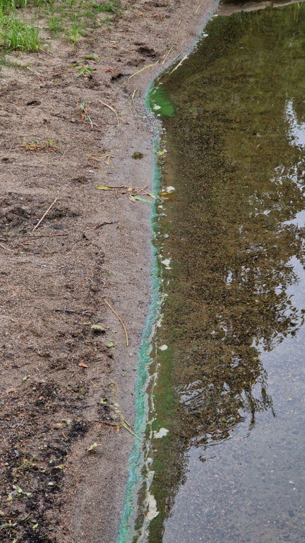 Katumajärvi (35.236.1.001)-Mäskälän ranta-ObsALG-202407030830-66852af93fb9c.png