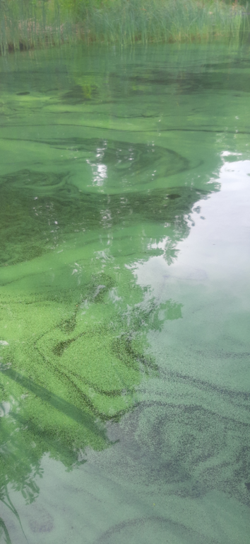 Päijänne (yhd.)-Selkälä-ObsIMG-202406231842-6678435716a61.png